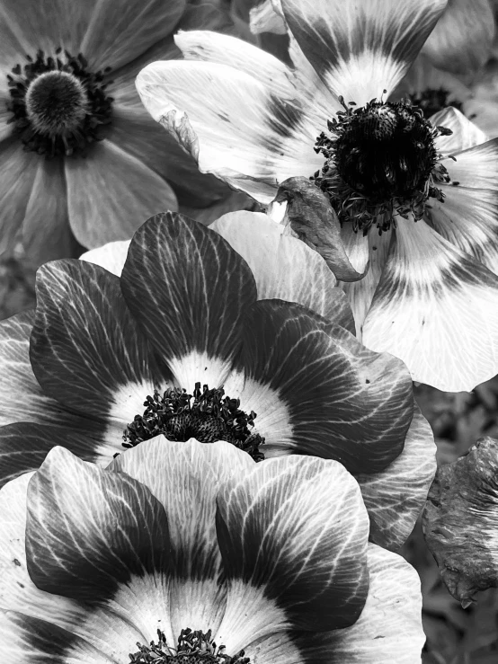 some large white and black flowers and green leaves