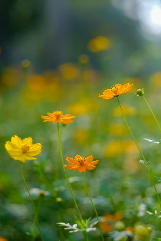 a field full of bright yellow flowers