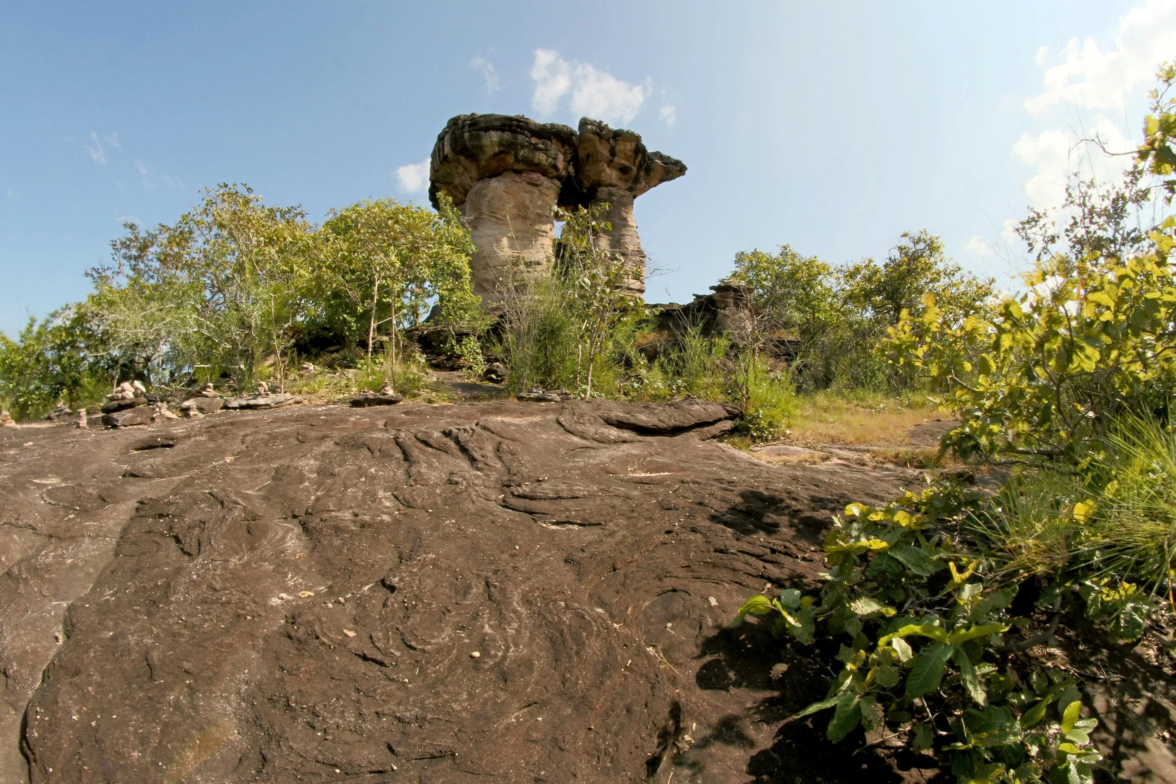 the rock face is near some plants and trees