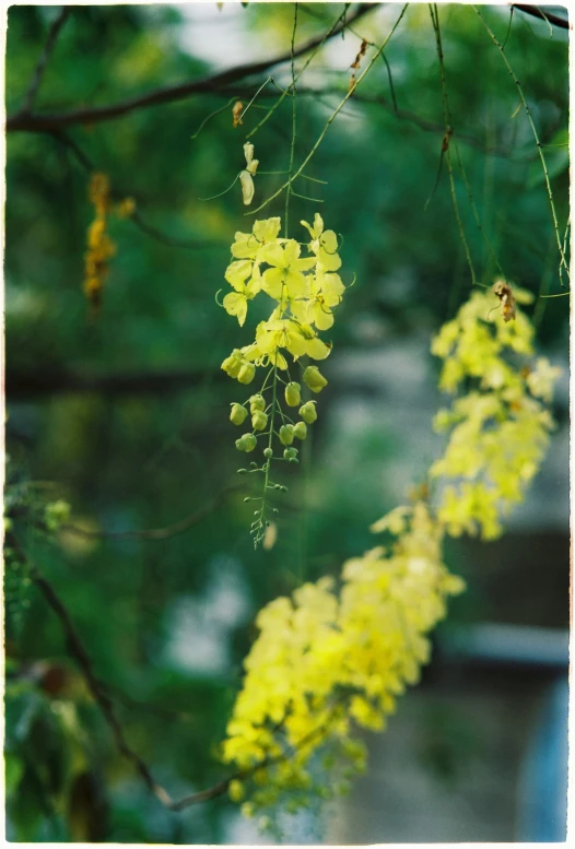 bright yellow flowers hang from a tree nch