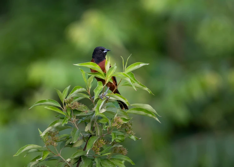 a small bird perched on top of a leafy green tree