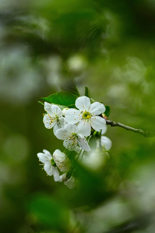 white flowers growing on a tree nch