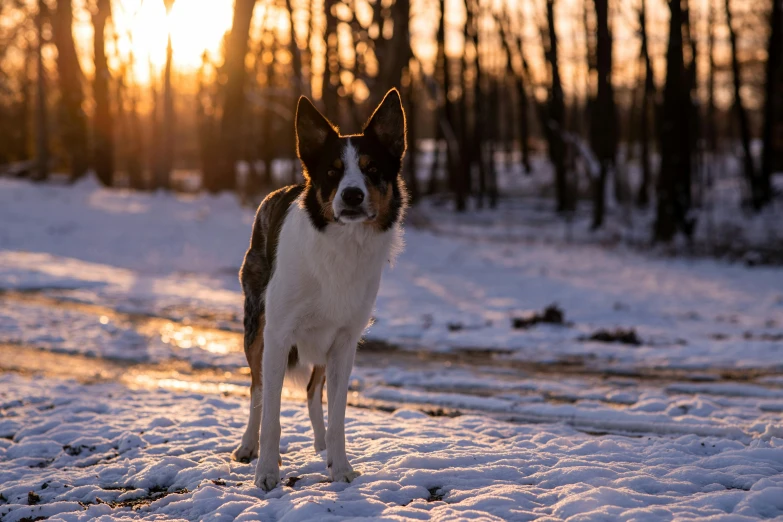 a dog in the snow with trees in the background