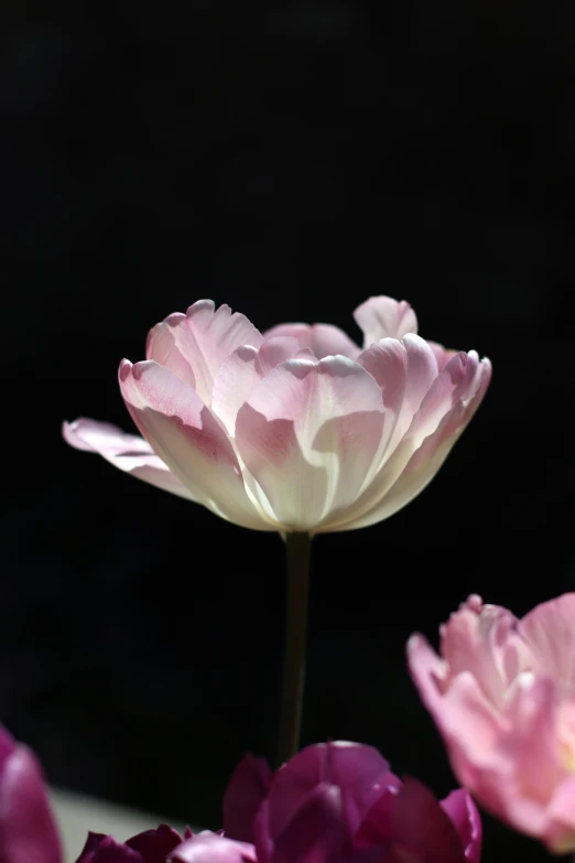 a closeup of several pink flowers on a black background