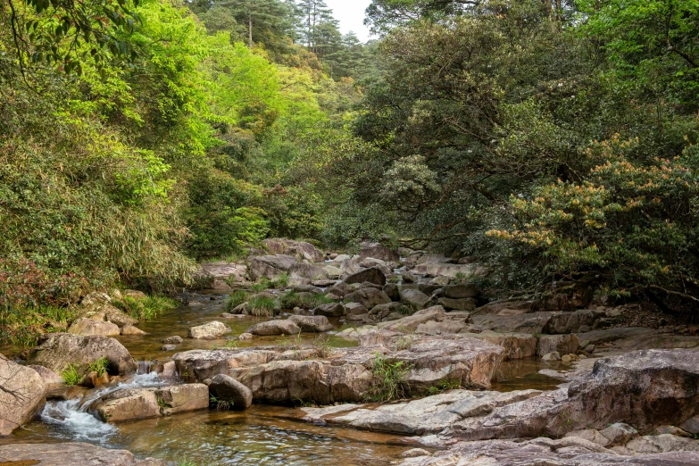 the forest is full of lush green trees and rocks