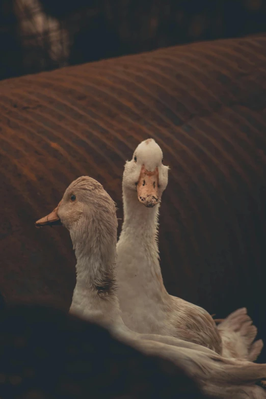 a couple of white ducks are together by a couch