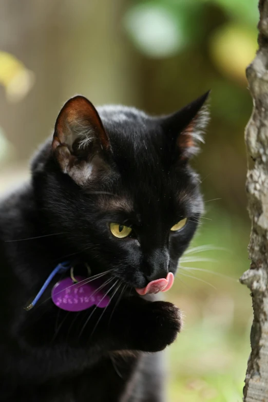 a black cat is looking at a purple tag