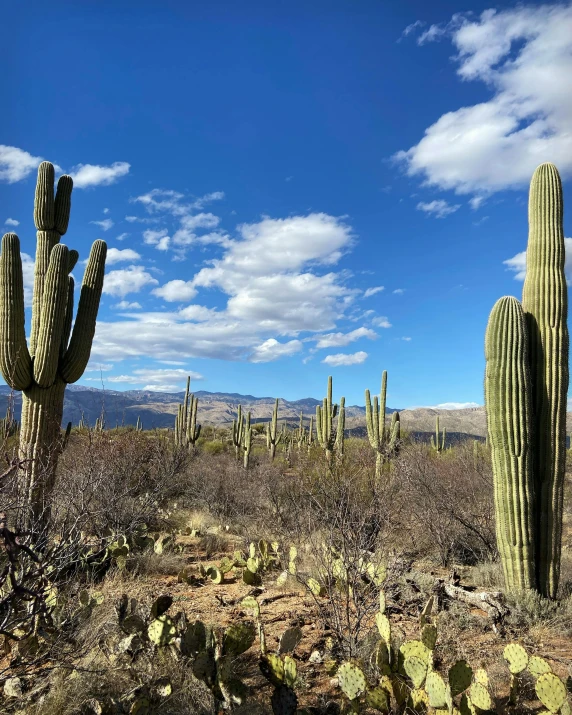 cactus trees in a desert with mountains in the background