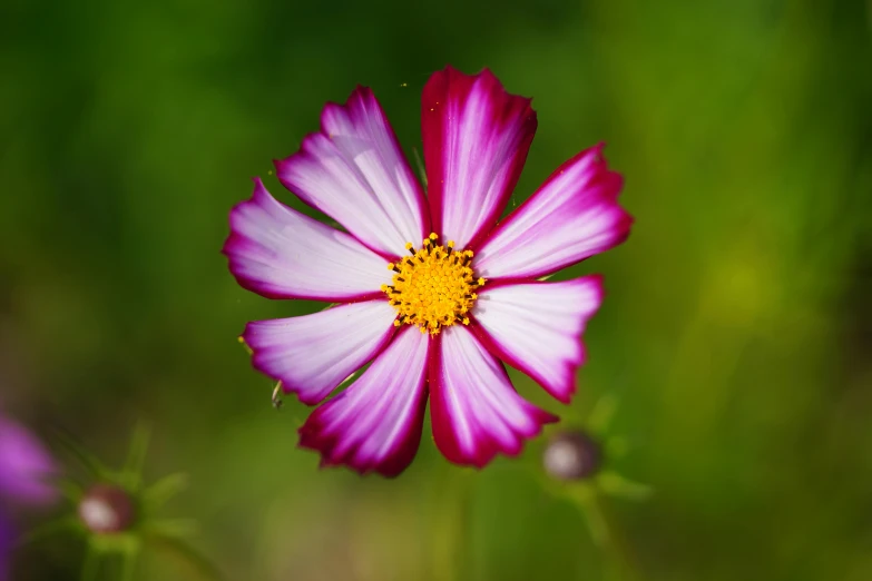 the center of a flower that appears to be single petale