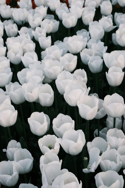 large white flowers in the middle of the park