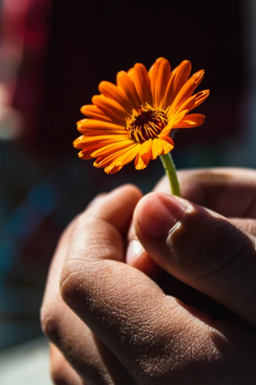 a small flower that is in the hand