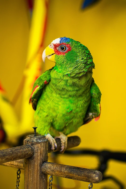 a close - up of a parrot perched on top of a wooden rail