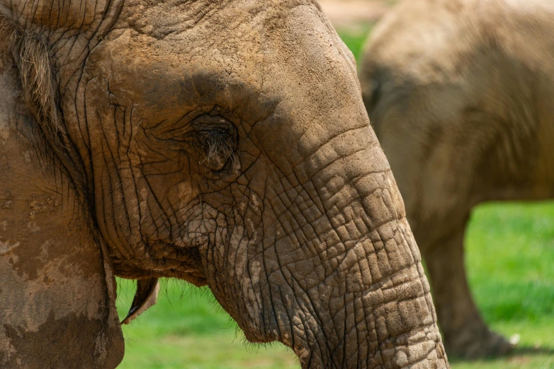 two adult elephants in grassy area with trees