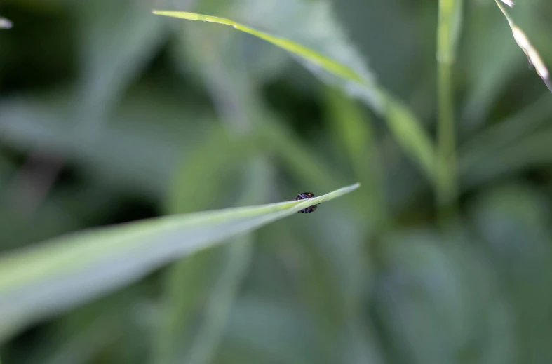 a lady bug sitting on top of green grass