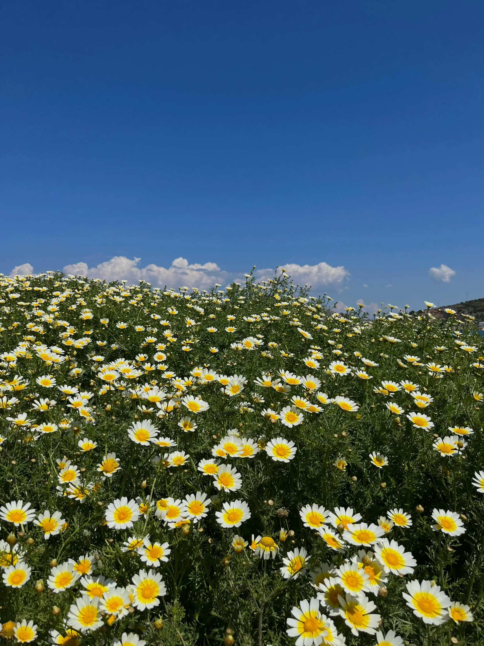 a field full of daisies under a blue sky