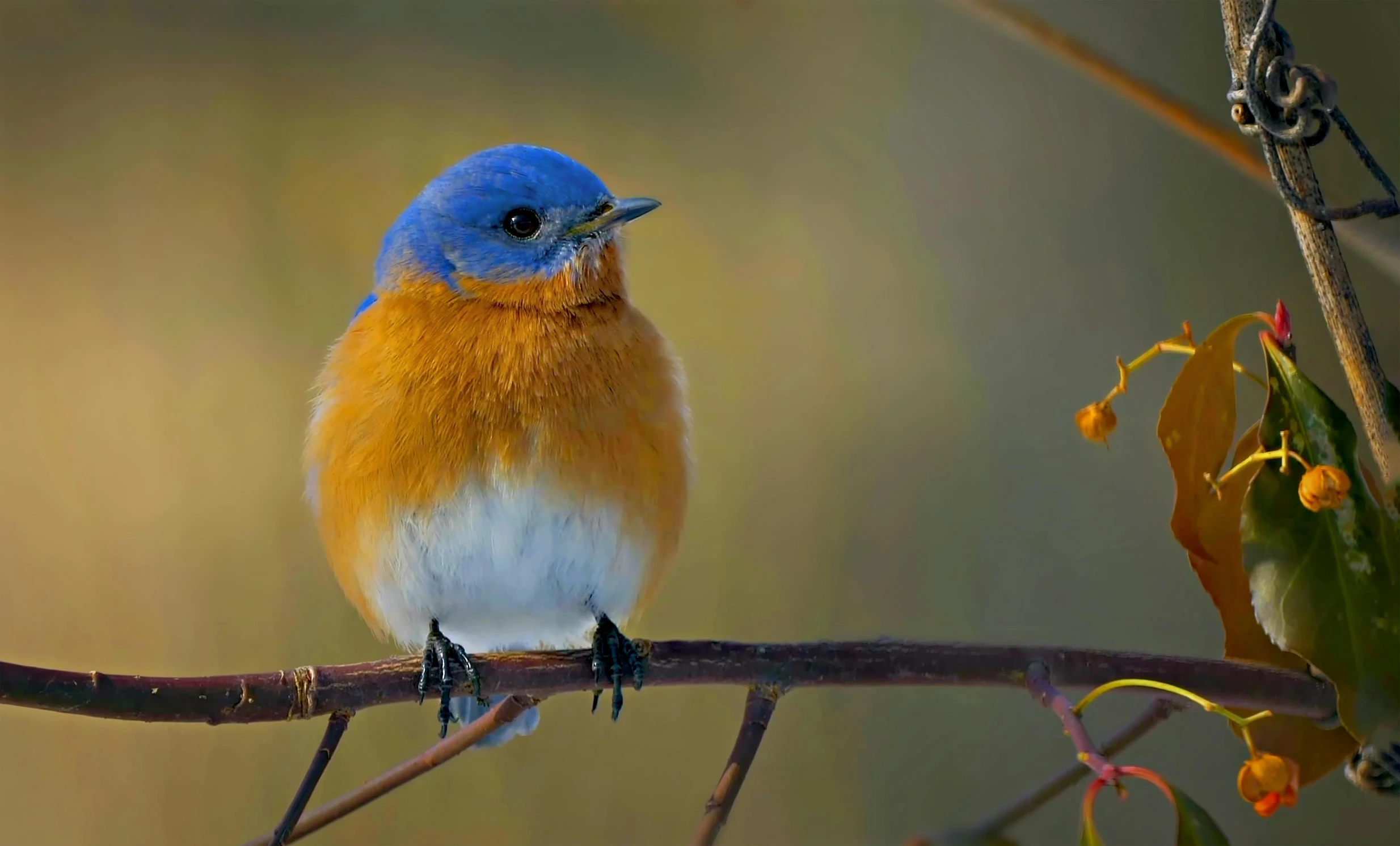 a bird with blue feathers sits on a nch