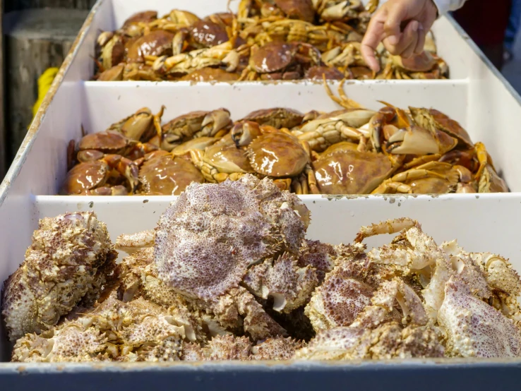 a variety of crab heads in the bins ready to be sold