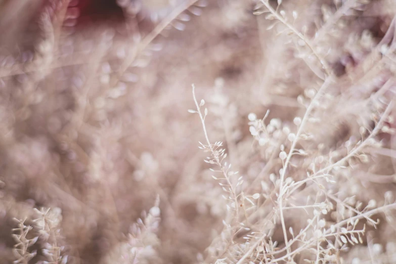 a couple of birds sit on some dry bushes