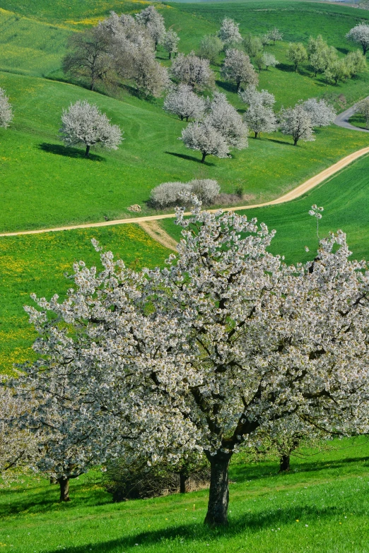 two trees stand beside each other in a green field