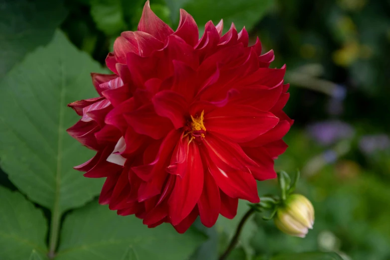 a large flower with lots of greenery behind it