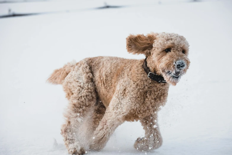 a dog in the snow running with its front paws in his mouth