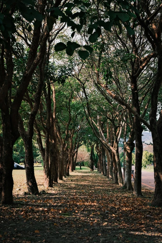 a road with several trees lining the side