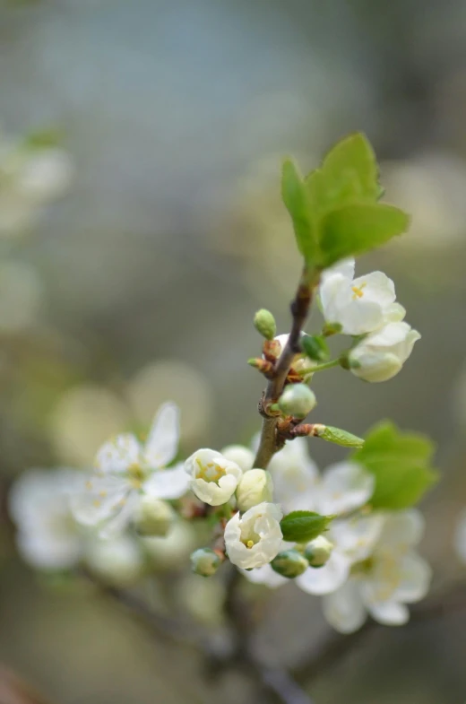 small white flowers growing on the nches of a tree