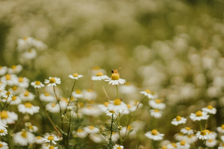 a yellow flower sits on the tall daisies