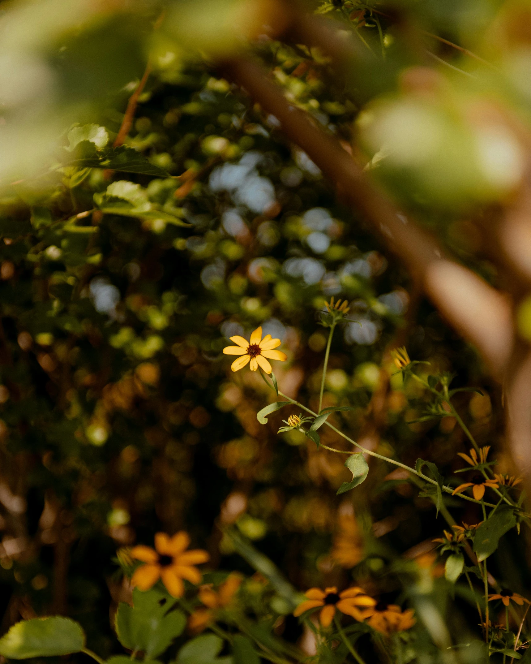 the beautiful yellow flowers grow in the foreground