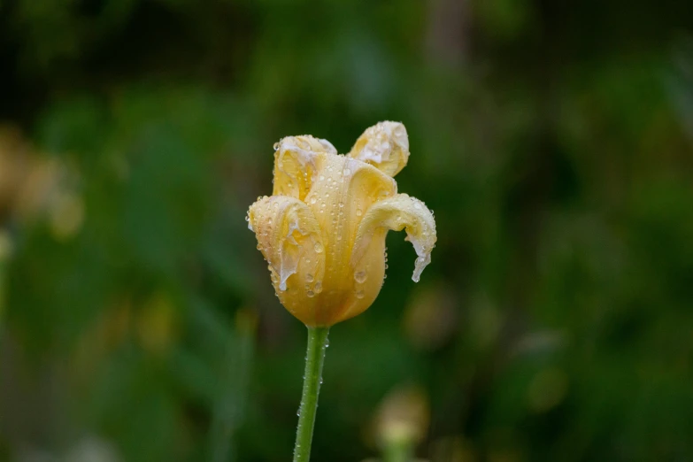 a flower with yellow petals in a forest