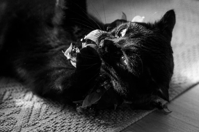 a black cat playing with a plant on the floor