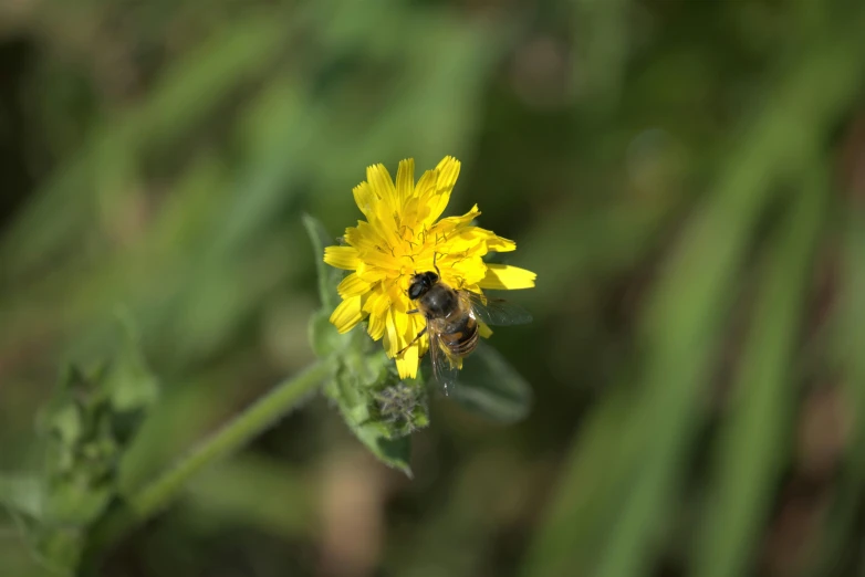 a bee is sitting on a dandelion with the petals