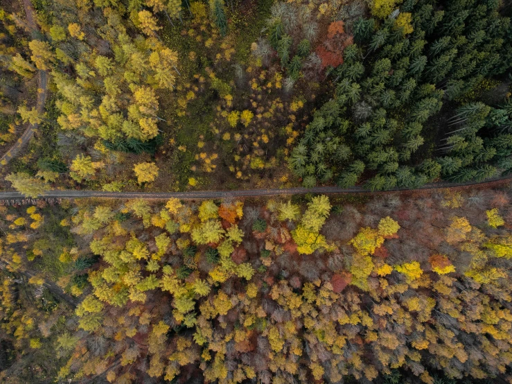 trees showing autumn colors and an aerial view