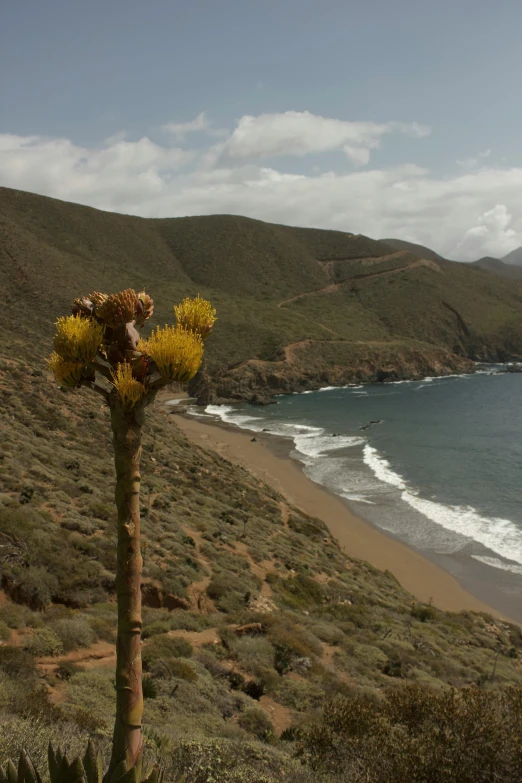 a beach is shown in the foreground and a mountain in the distance