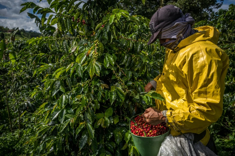 an elderly woman picking strawberries from her bush