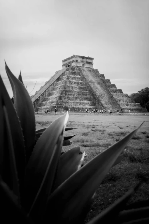 a picture of a large pyramid with plants in front