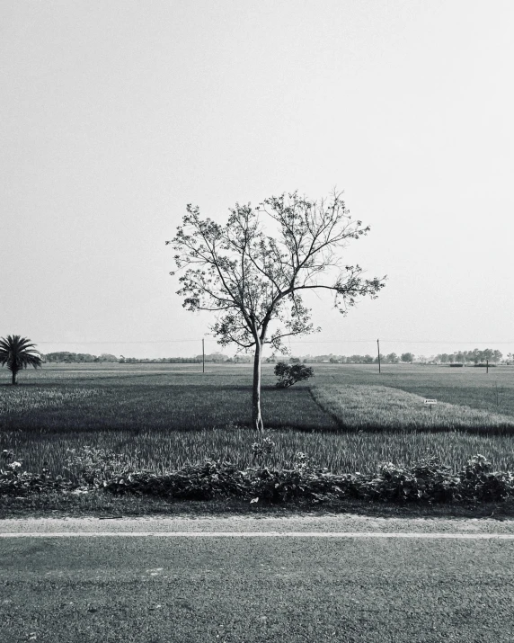 black and white pograph of a lone tree in the middle of an empty field