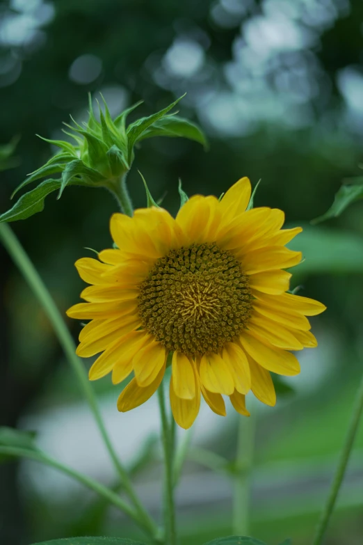 the sunflower has just bloomed with green leaves