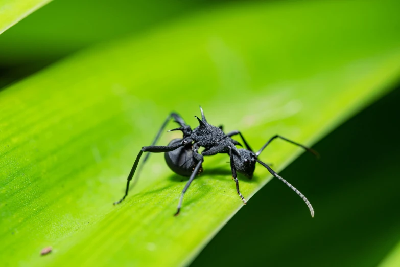 a small insect standing on top of a leaf