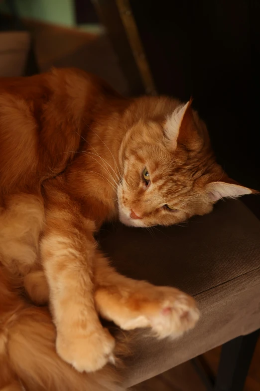 an orange cat laying on a chair with its head tucked under the armrest