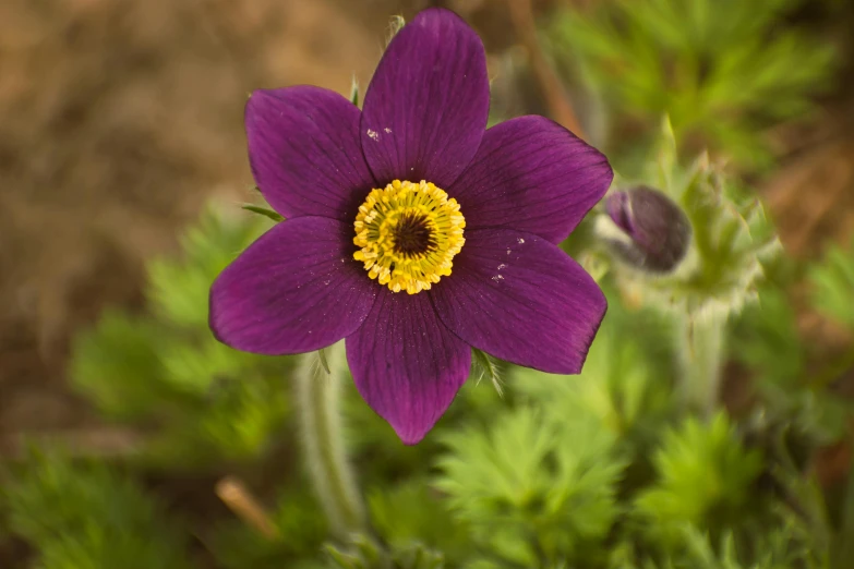 this is a purple flower with yellow center