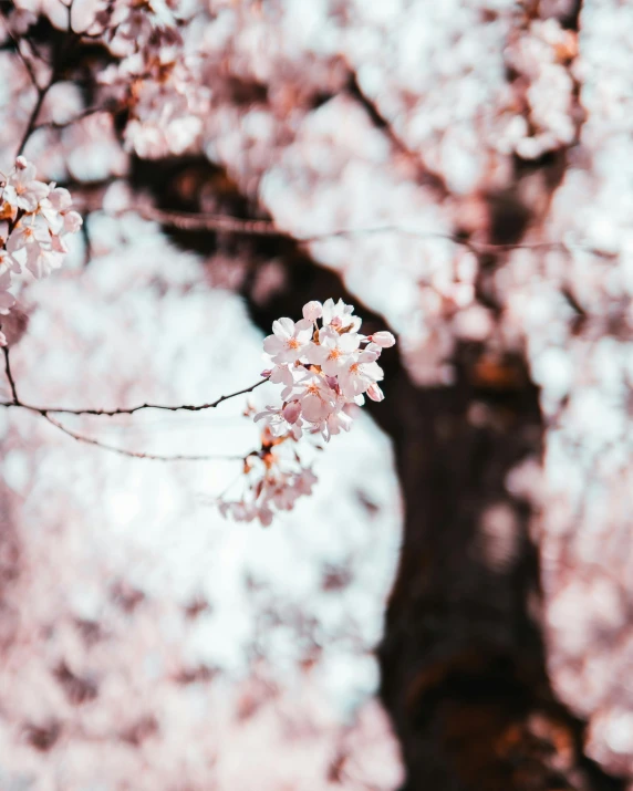 a beautiful cherry blossom blooming on the nch of a tree