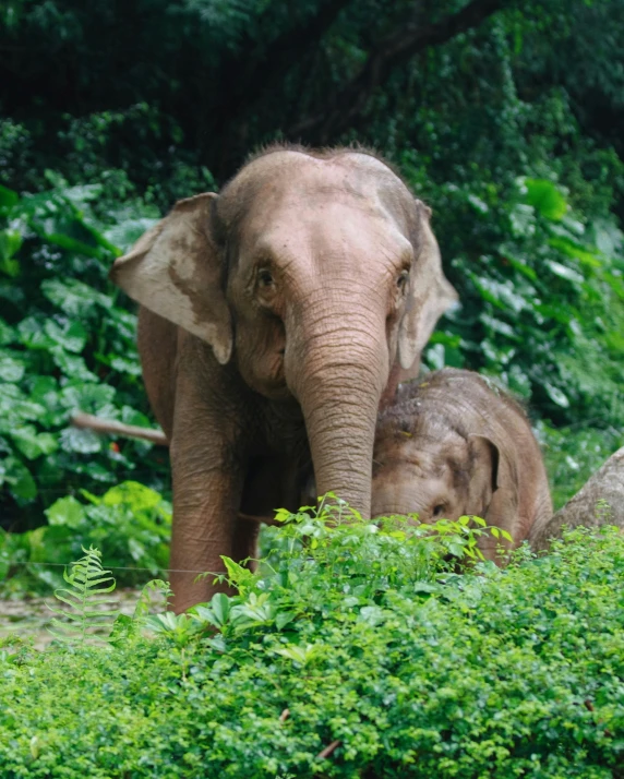 an elephant and its baby standing by some trees