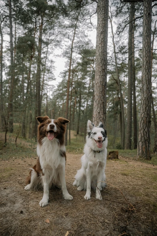 two dogs sitting together in the middle of the woods