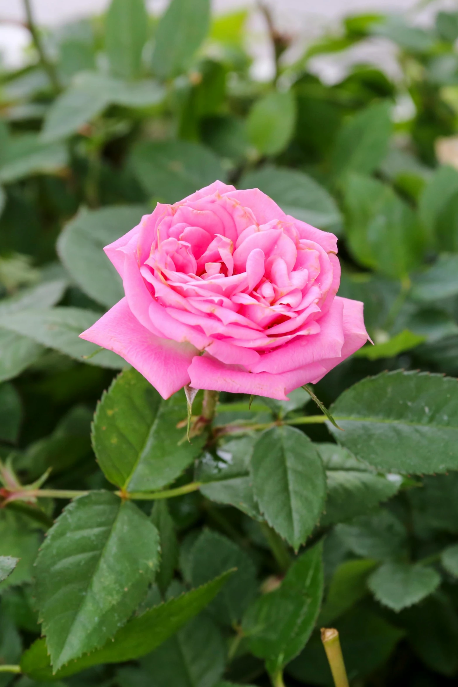 a pink rose is growing in the middle of a bush