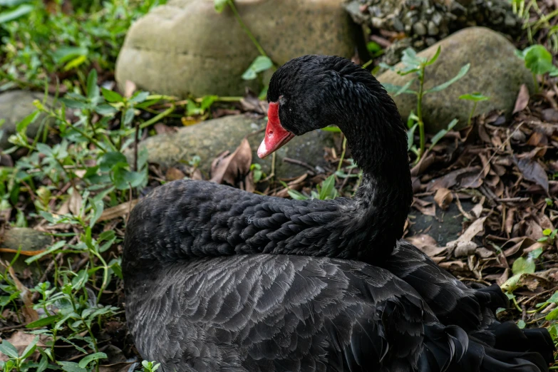 black swan in grass near rocks and green plants