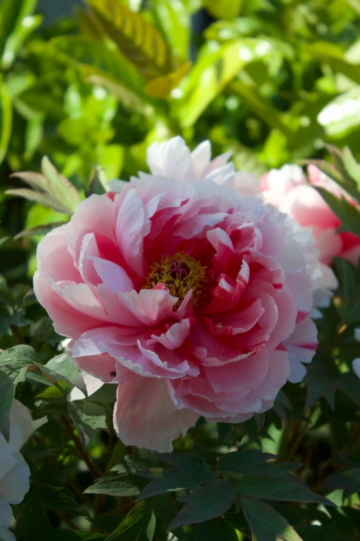 a pink and white flower in the middle of some plants