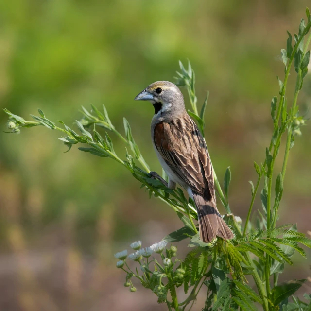 a bird sitting on top of a nch of a tree