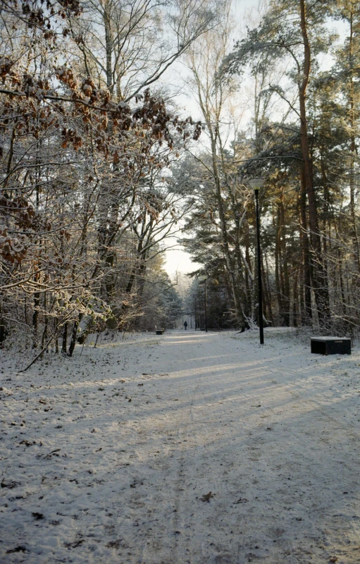 a snowy park that has trees and a bench