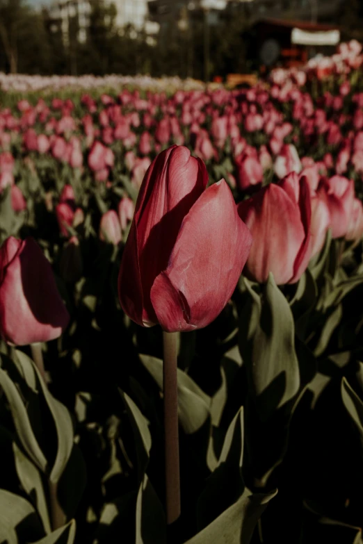 several large pink flowers in the field with green leaves